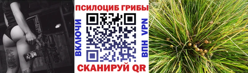 Купить  Шахты  Псилоцибиновые грибы Psilocybe 